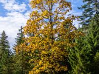 Einzelne schlanke Kastanie im leuchtenden Herbstkleid